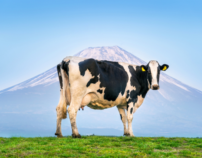O papel dos aditivos alimentares na alimentação animal