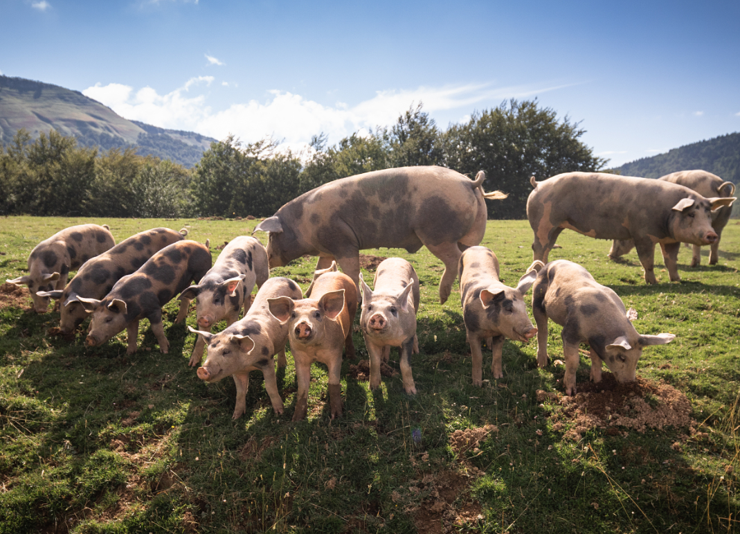 A Importância da Nutrição Animal e da Alimentação Animal na Produção Pecuária