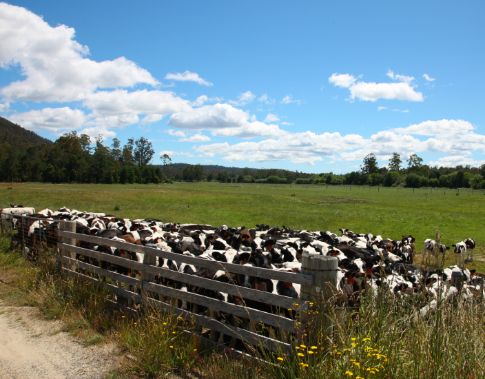 Para qual animal o oligoelemento manganês é adequado?
