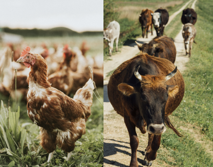 Seu feed deve conter oligoelemento cobre