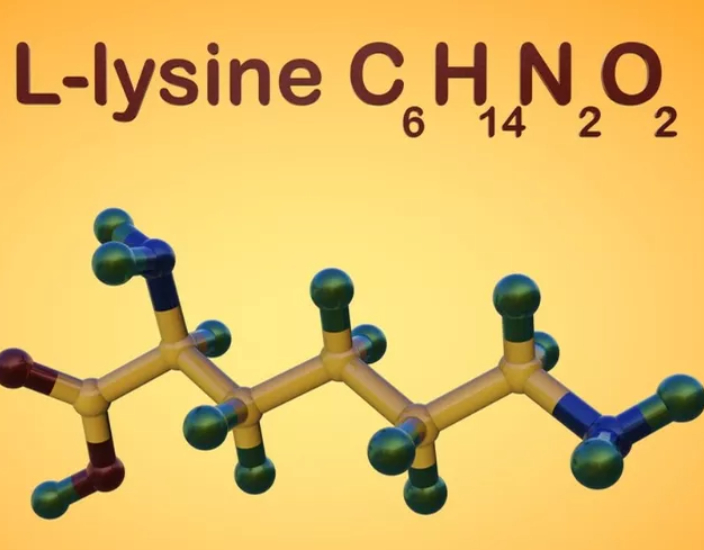 Aplicação de lisina na alimentação de porcos