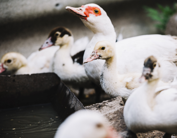 O escopo de uso da alimentação de aminoácidos